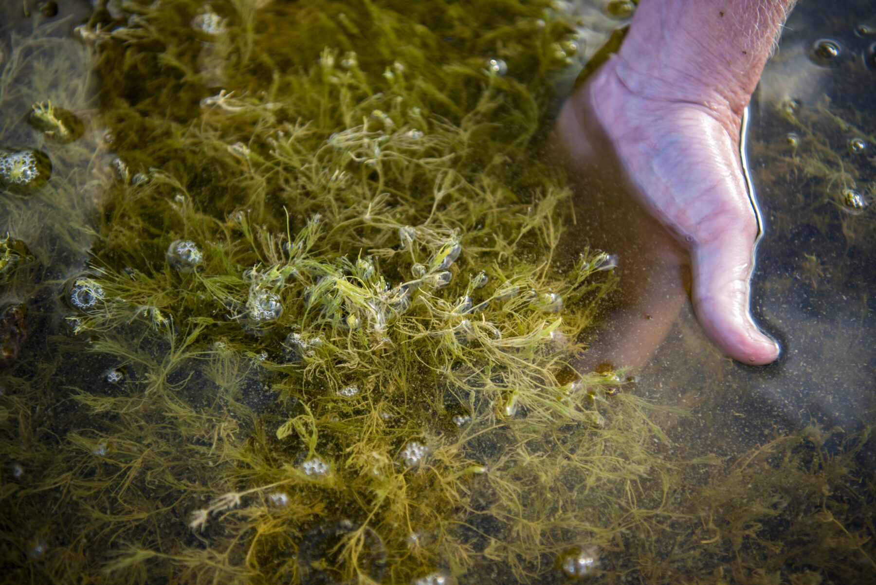 Just add water: Australia's wetlands are thriving. Here's why ...