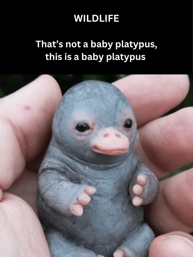 WILDLIFE-Thats-not-a-baby-platypus-this-is-a-baby-platypus-2.jpg