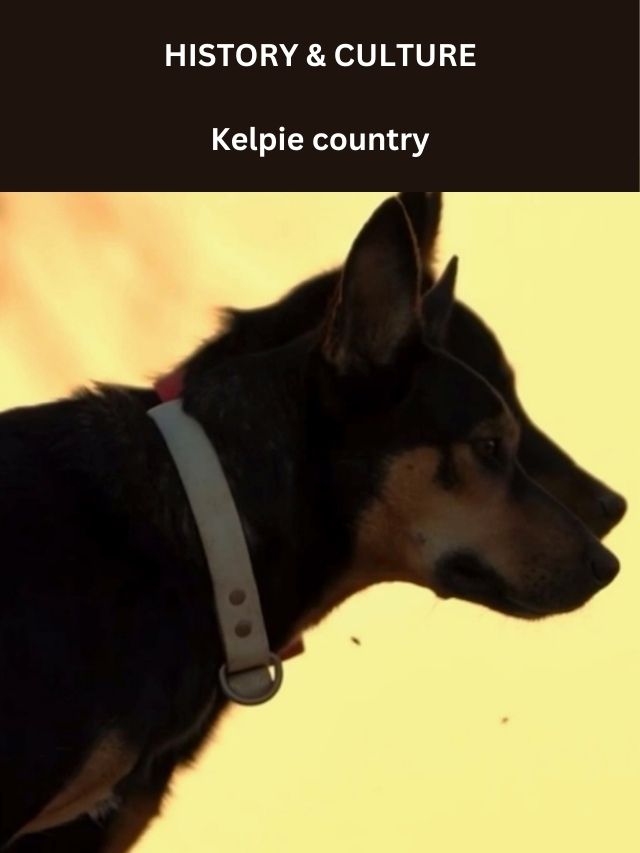 Image for article: Kelpie country