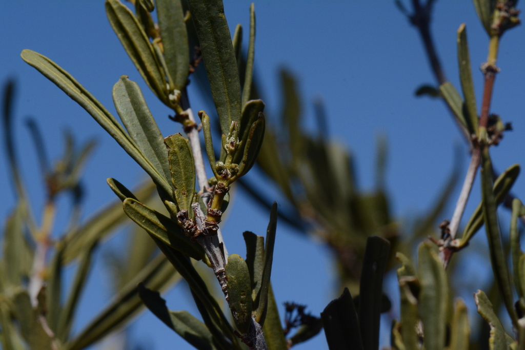 Scientists want your plant photographs