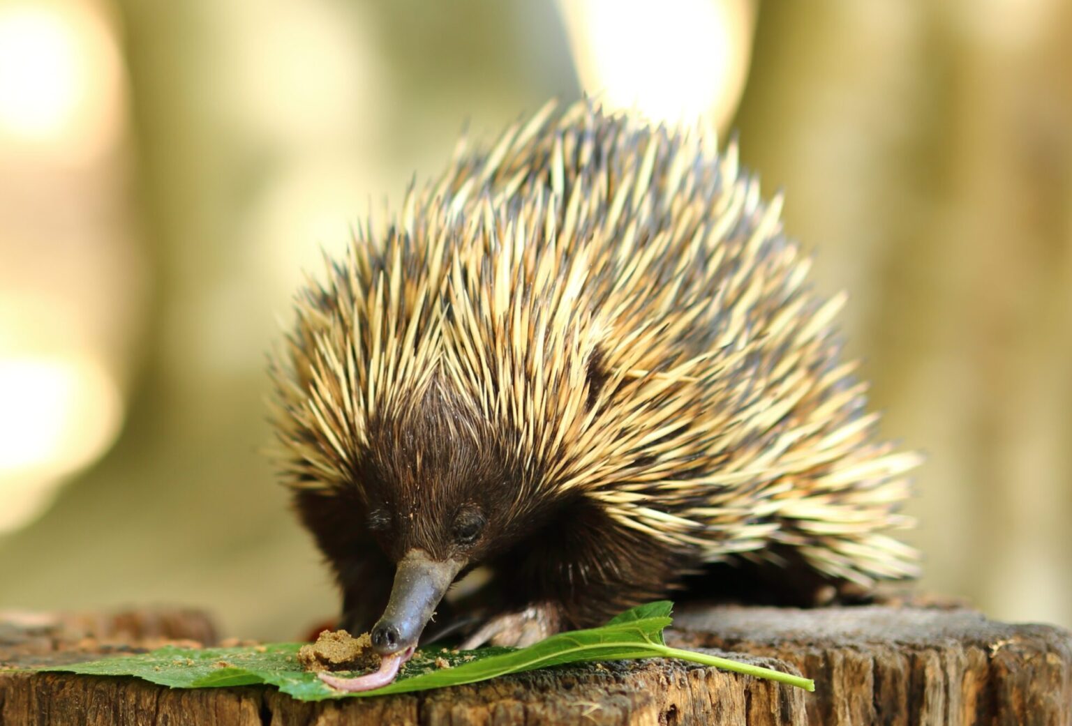 Fact File: Short-beaked echidna (Tachyglossus aculeatus) - Australian ...