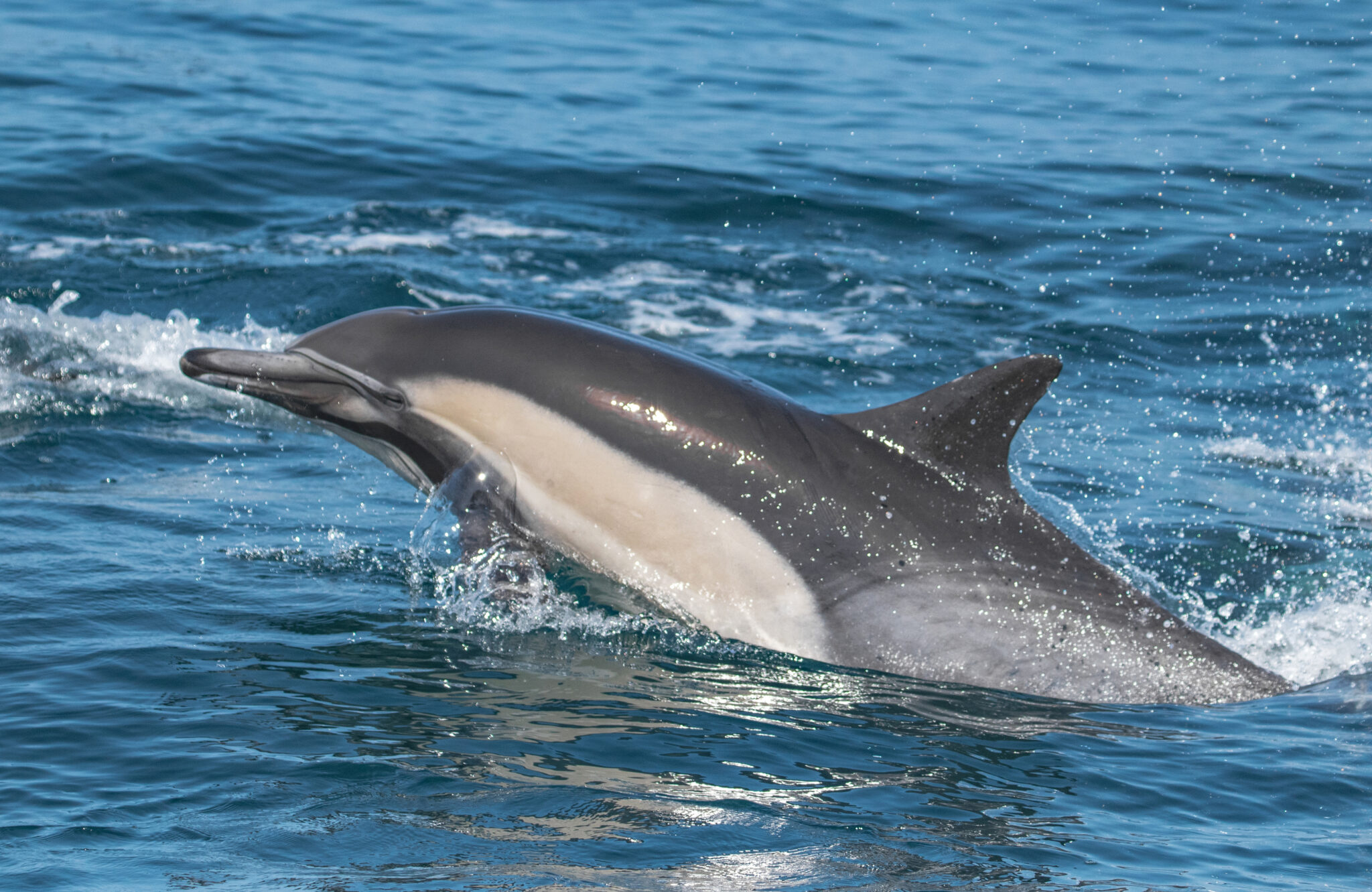 Fact File: Common Dolphin (Delphinus Delphis) - Australian Geographic