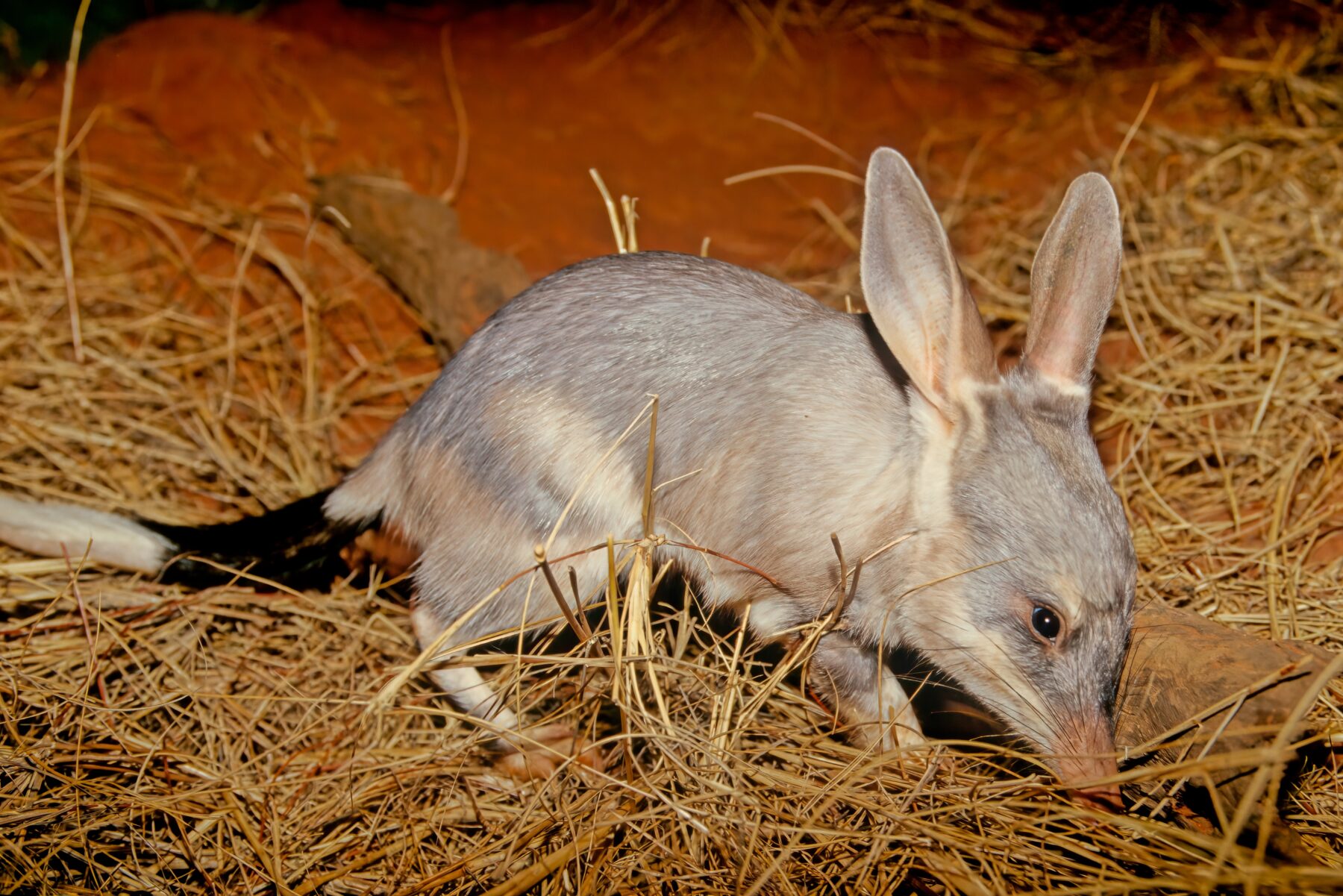 Australian Bilby