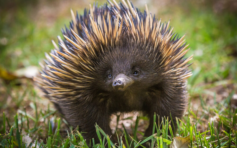 Fact File: Short-beaked echidna (Tachyglossus aculeatus) - Australian ...