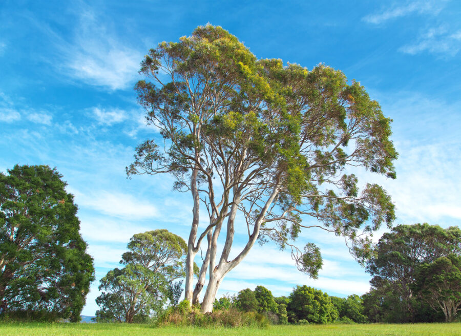 Australian Gum Trees