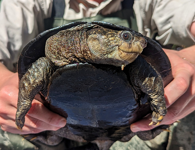 Bum-breathing turtle discovered in Queensland river