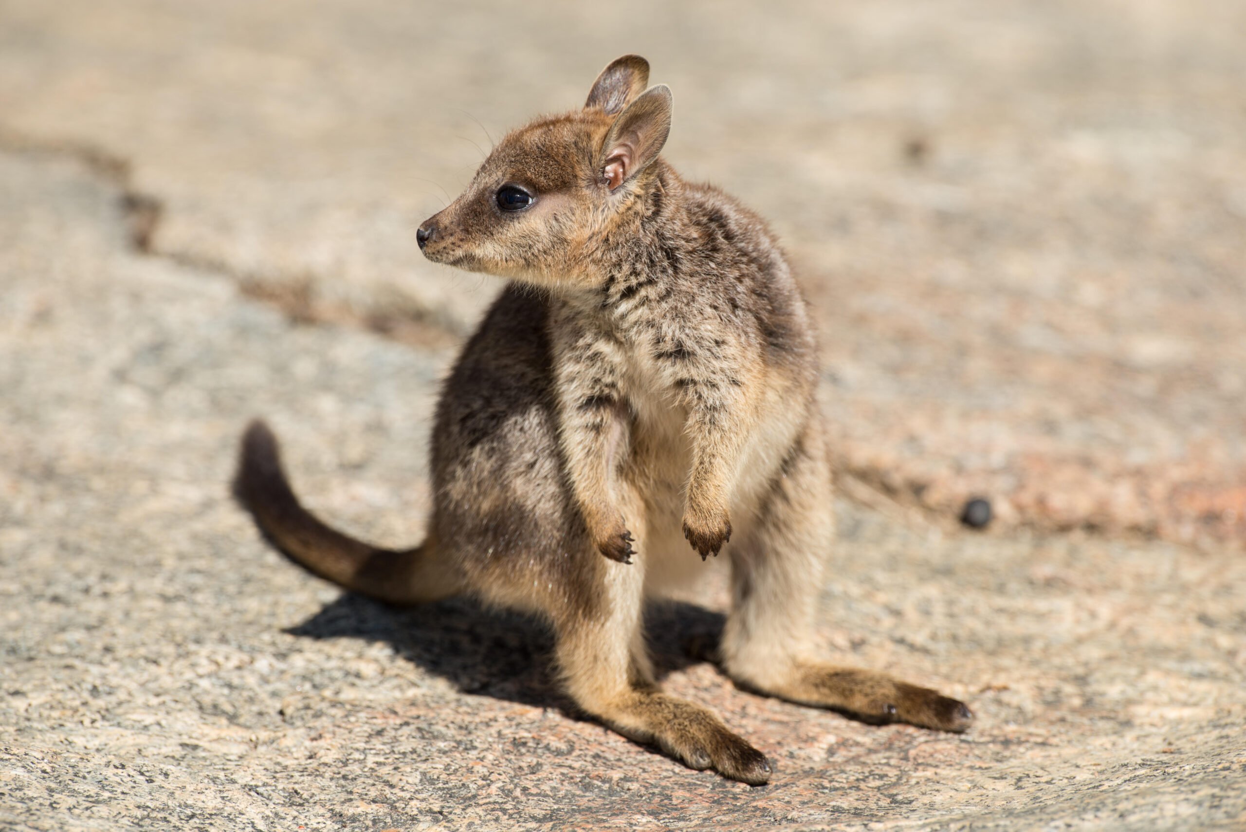 Ouch, my heart: the Mareeba rock wallaby - Australian Geographic
