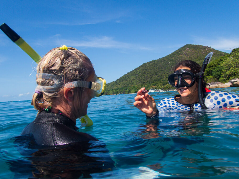 ‘Power of voluntourism’: How Fitzroy Island’s green sea turtles are ...