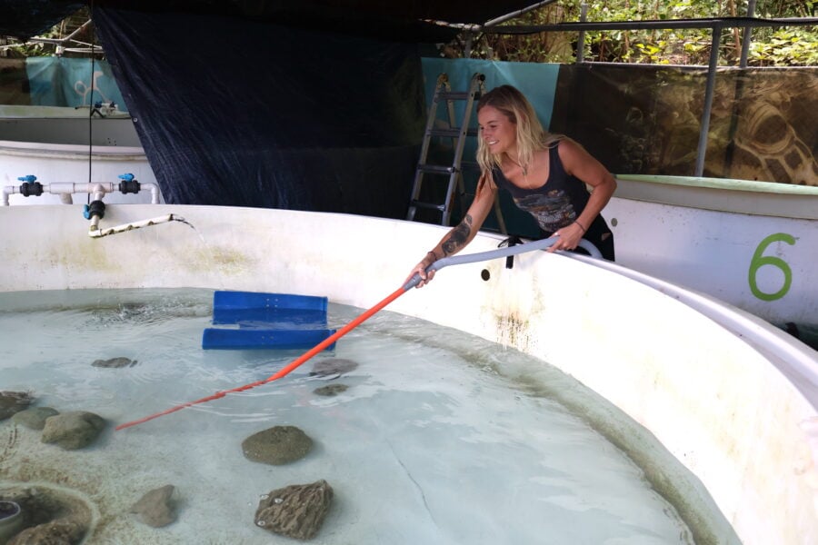 ‘Power of voluntourism’: How Fitzroy Island’s green sea turtles are ...