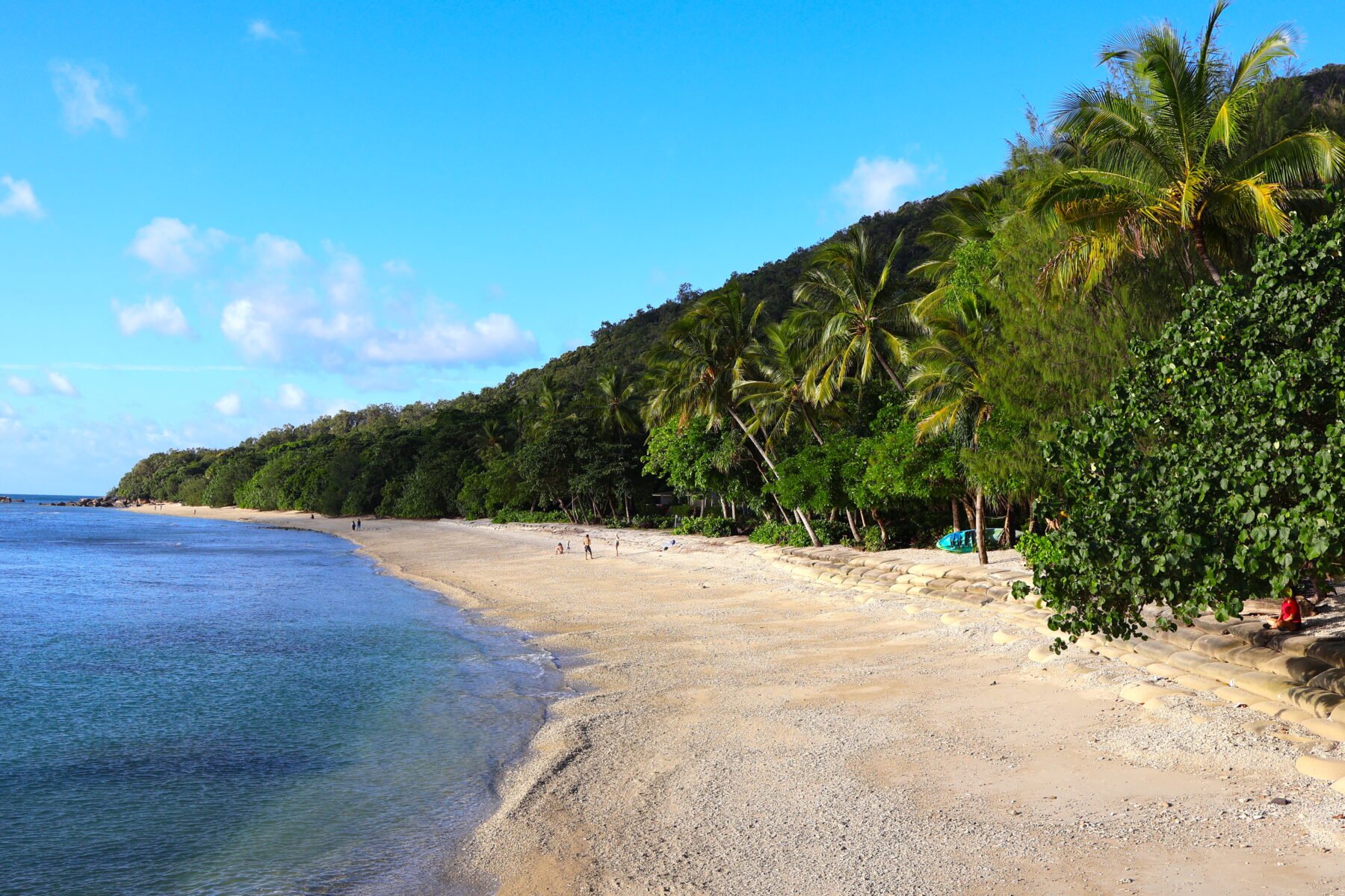 ‘Power of voluntourism’: How Fitzroy Island’s green sea turtles are ...