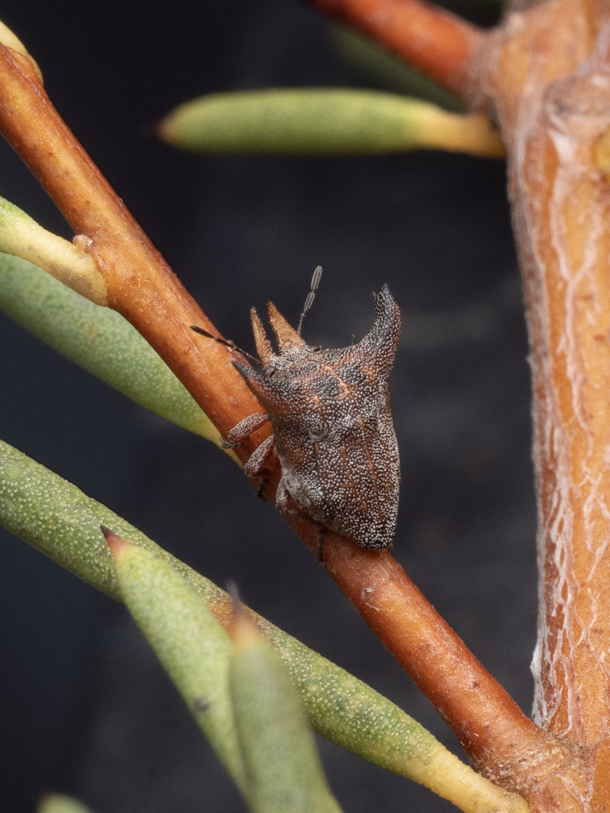 Three new spider species discovered in alpine Australia during Bush Blitz  expedition - ABC News