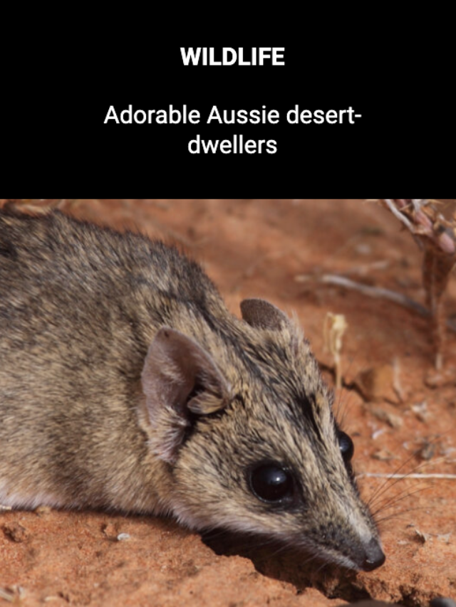 Image for article: Adorable Aussie desert-dwellers