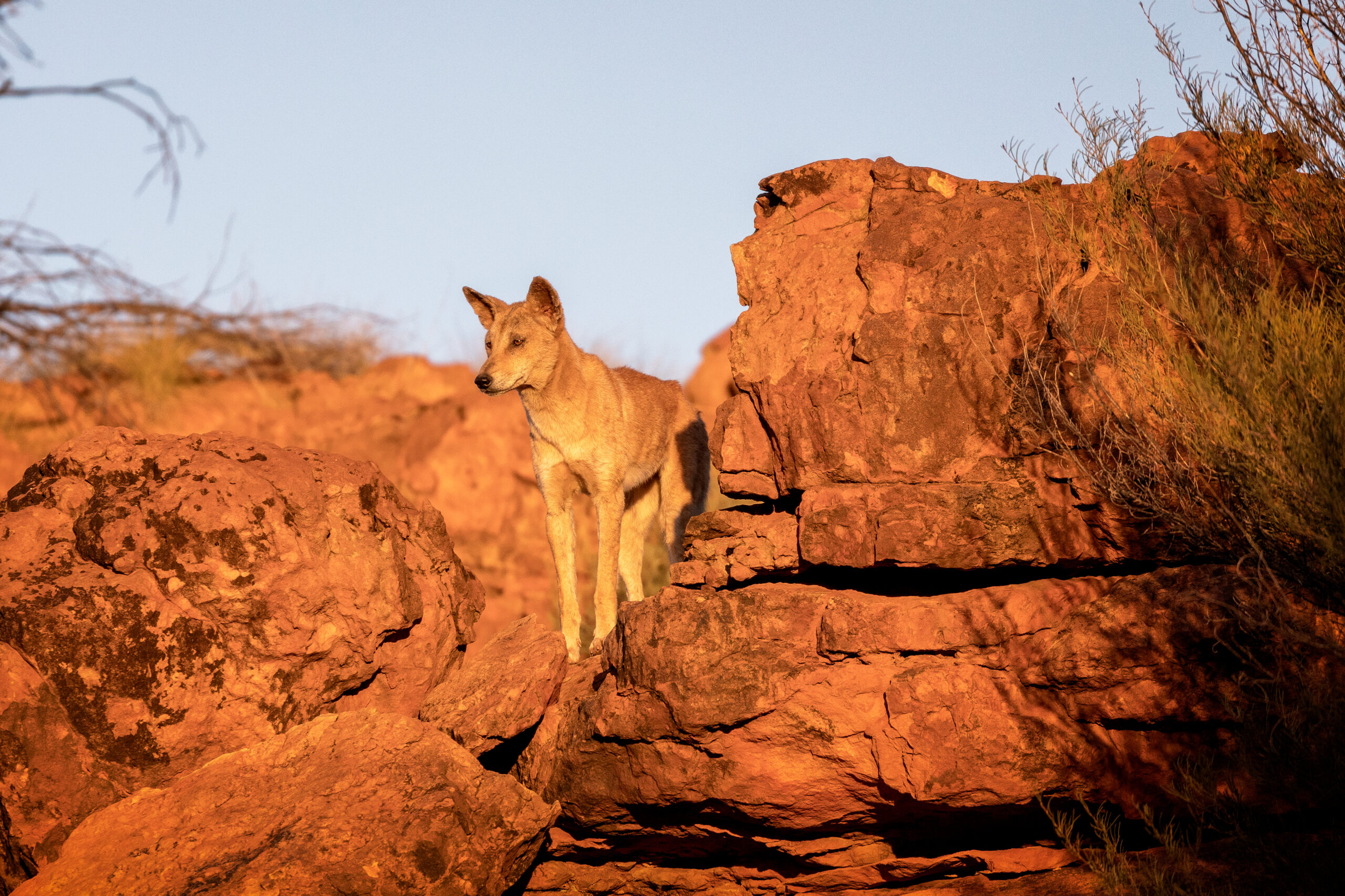 Culling dingoes start of 'domino effect' that may be changing the