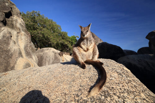 Ouch, my heart: the Mareeba rock wallaby - Australian Geographic