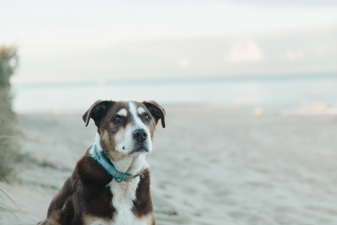 Spike the Surfing Dog and His Amazing Story - Top Dog Film