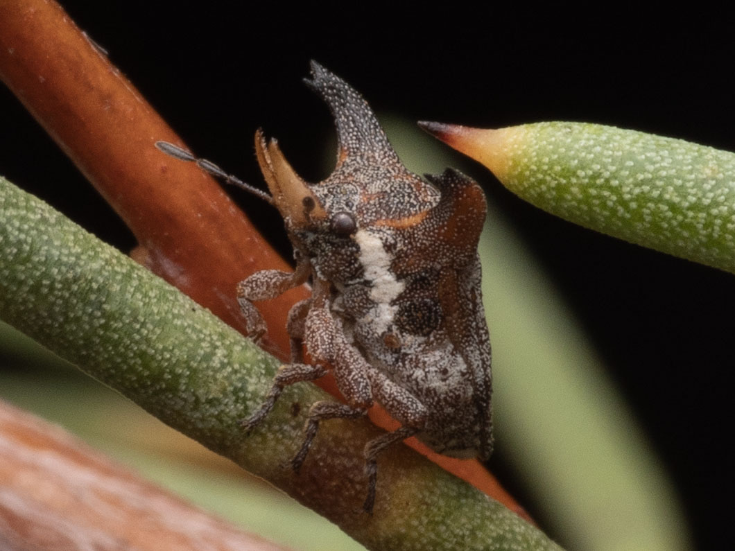 There's a new stink bug in town, and he's hella horny - Australian  Geographic