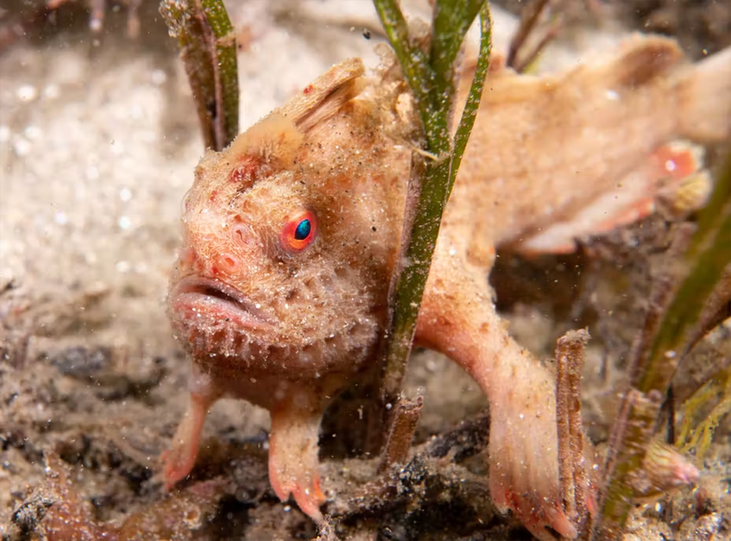 The battle to save Australia's ultra rare grumpy fish - Australian ...