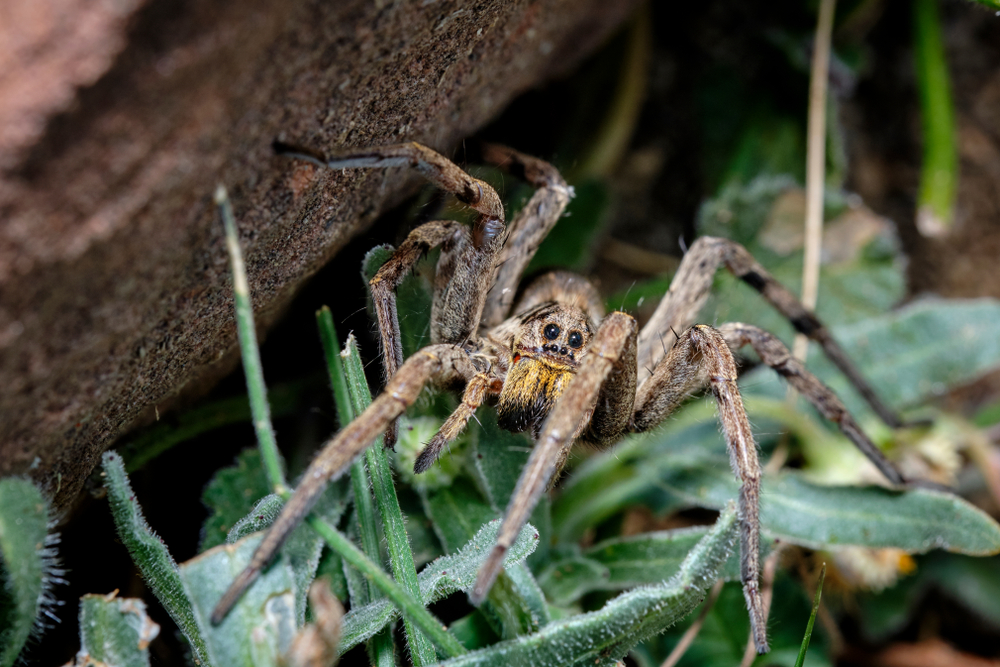 Fast Facts on the Australian Wolf Spider