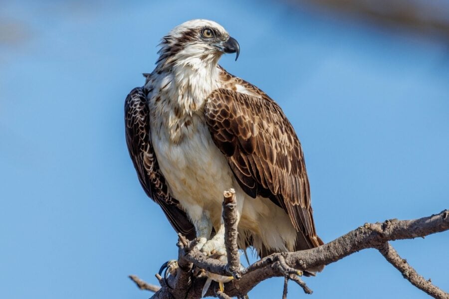 Fact File: Eastern osprey (Pandion haliaetus cristatus) - Australian ...