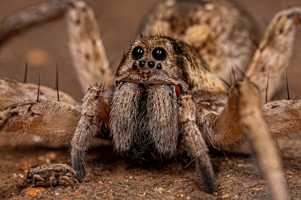 Fast Facts on the Australian Wolf Spider