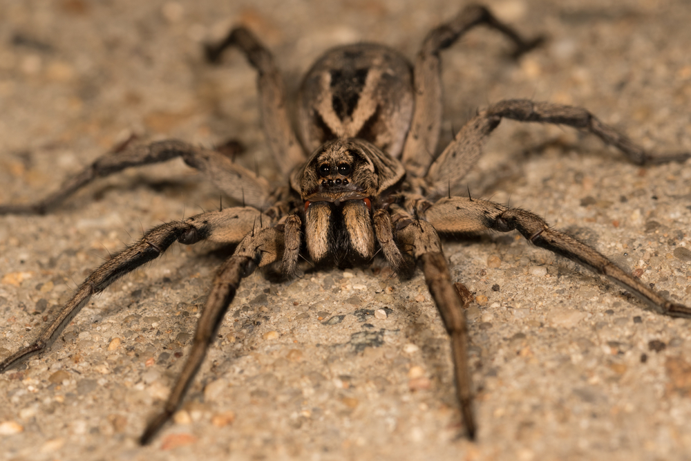Fast Facts on the Australian Wolf Spider