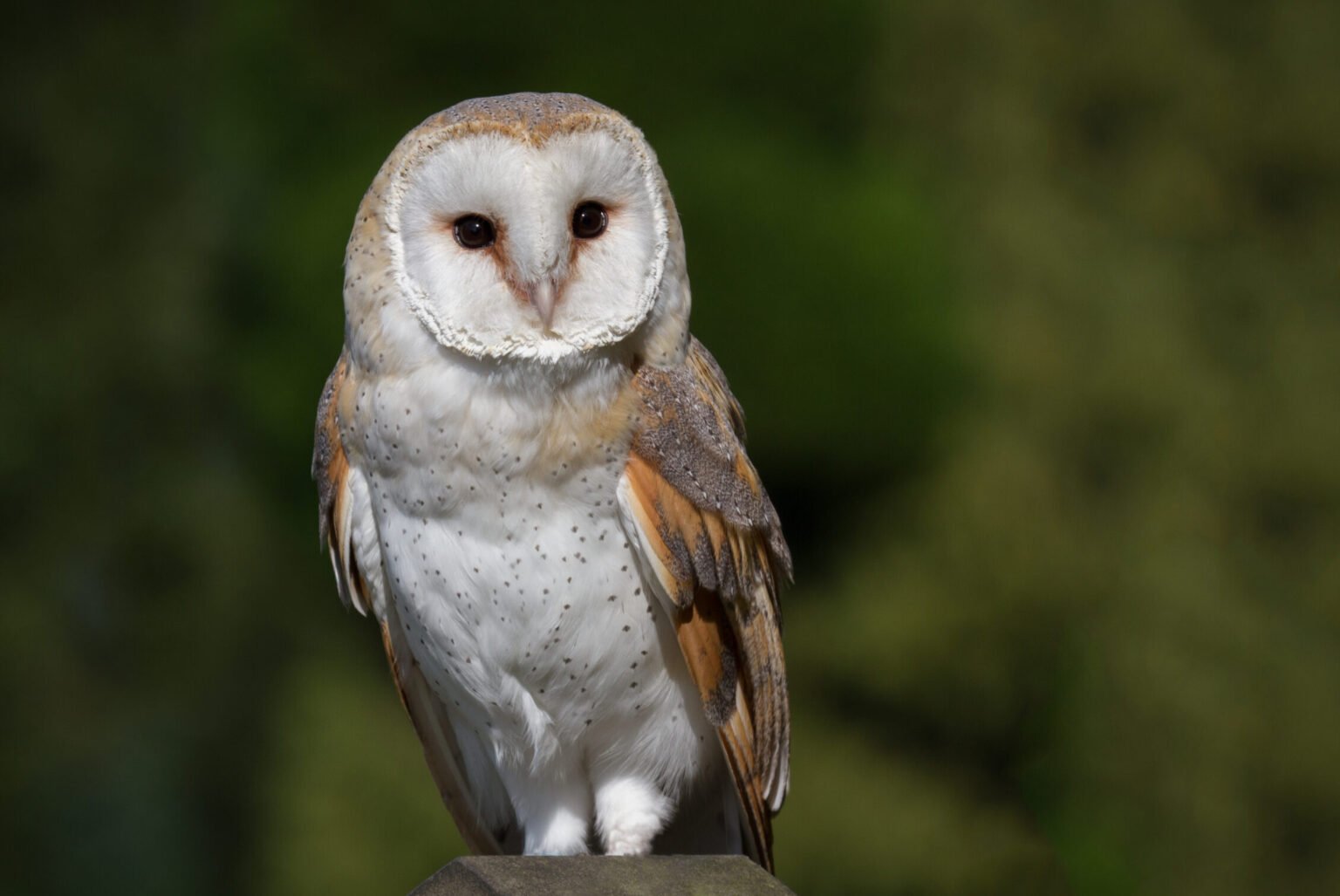 Barn owls deployed to Kangaroo Island - Australian Geographic