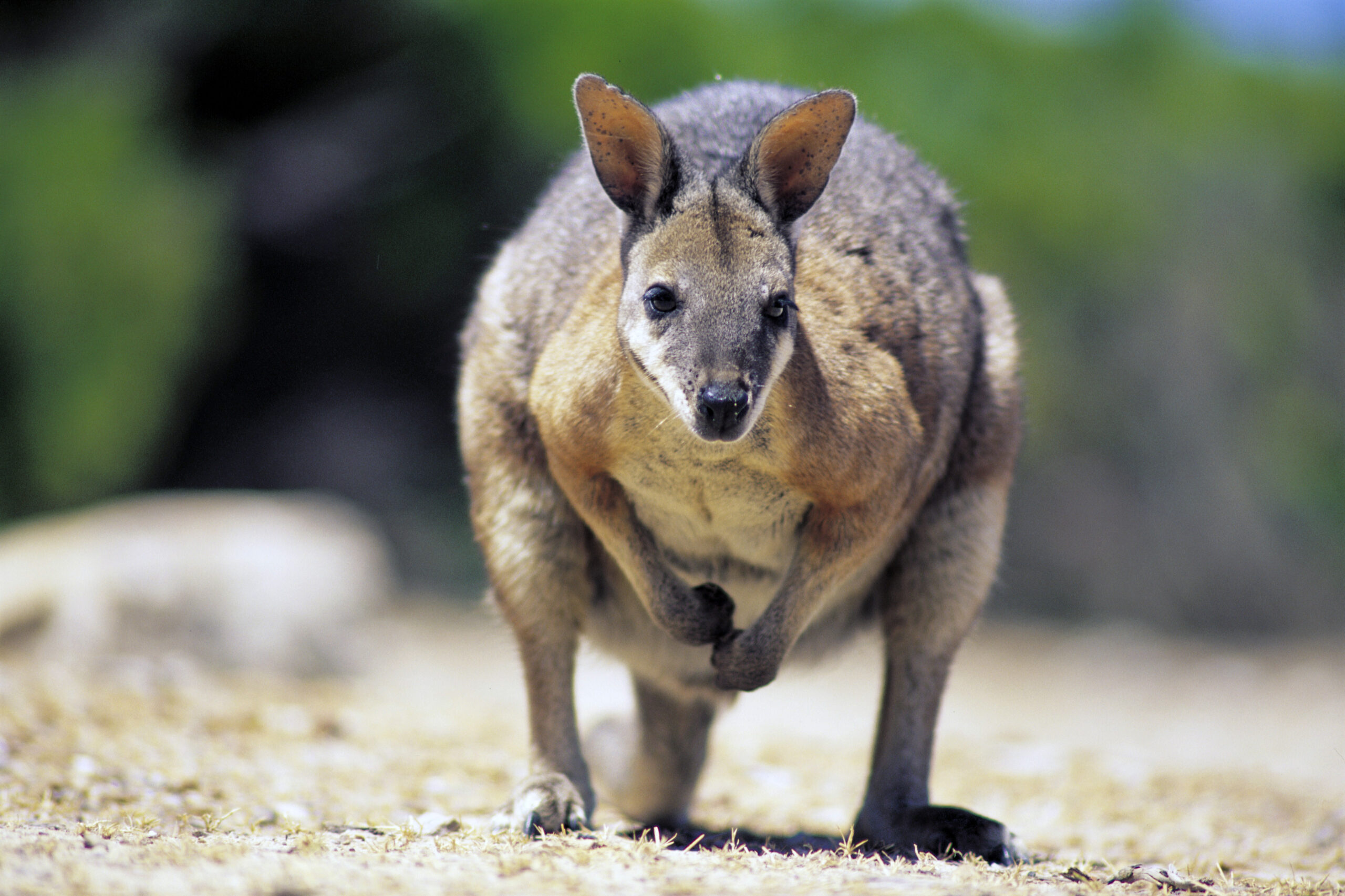 Black-striped Wallaby - The Australian Museum