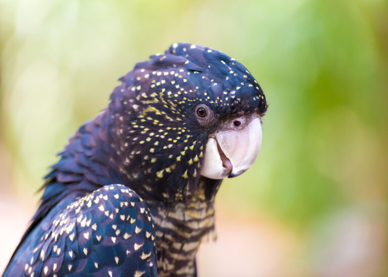 Fact File: Red-tailed black cockatoo (Calyptorhynchus banksii ...