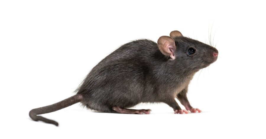 Fact File: Black rat (Rattus Rattus) - Australian Geographic