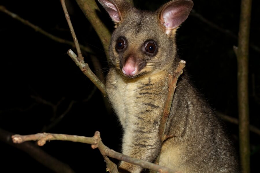 Fact File: Common brushtail possum (Trichosurus vulpecula) - Australian ...