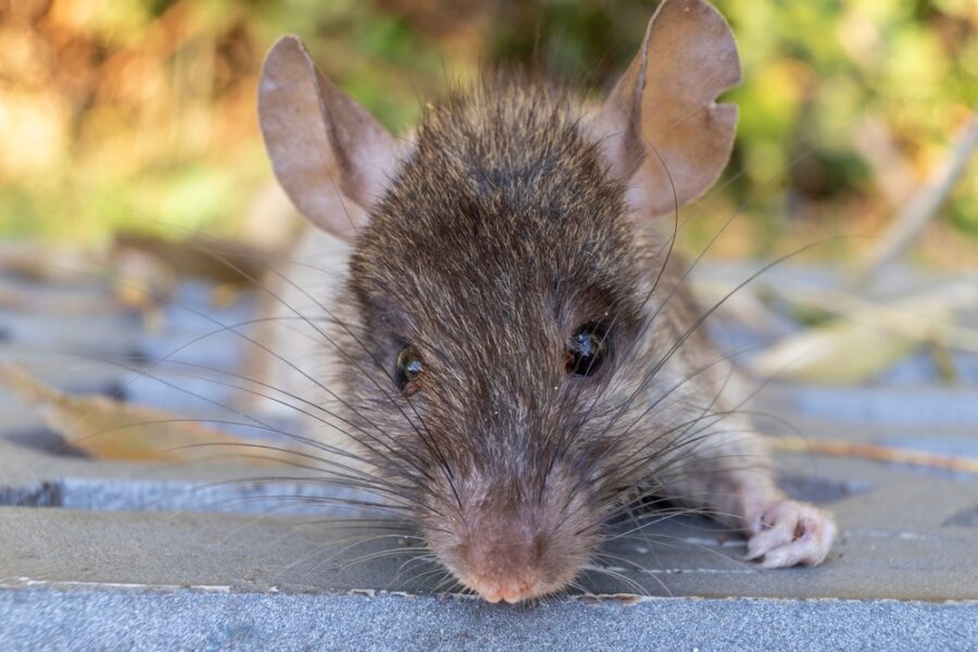 Fact File: Black rat (Rattus Rattus) - Australian Geographic