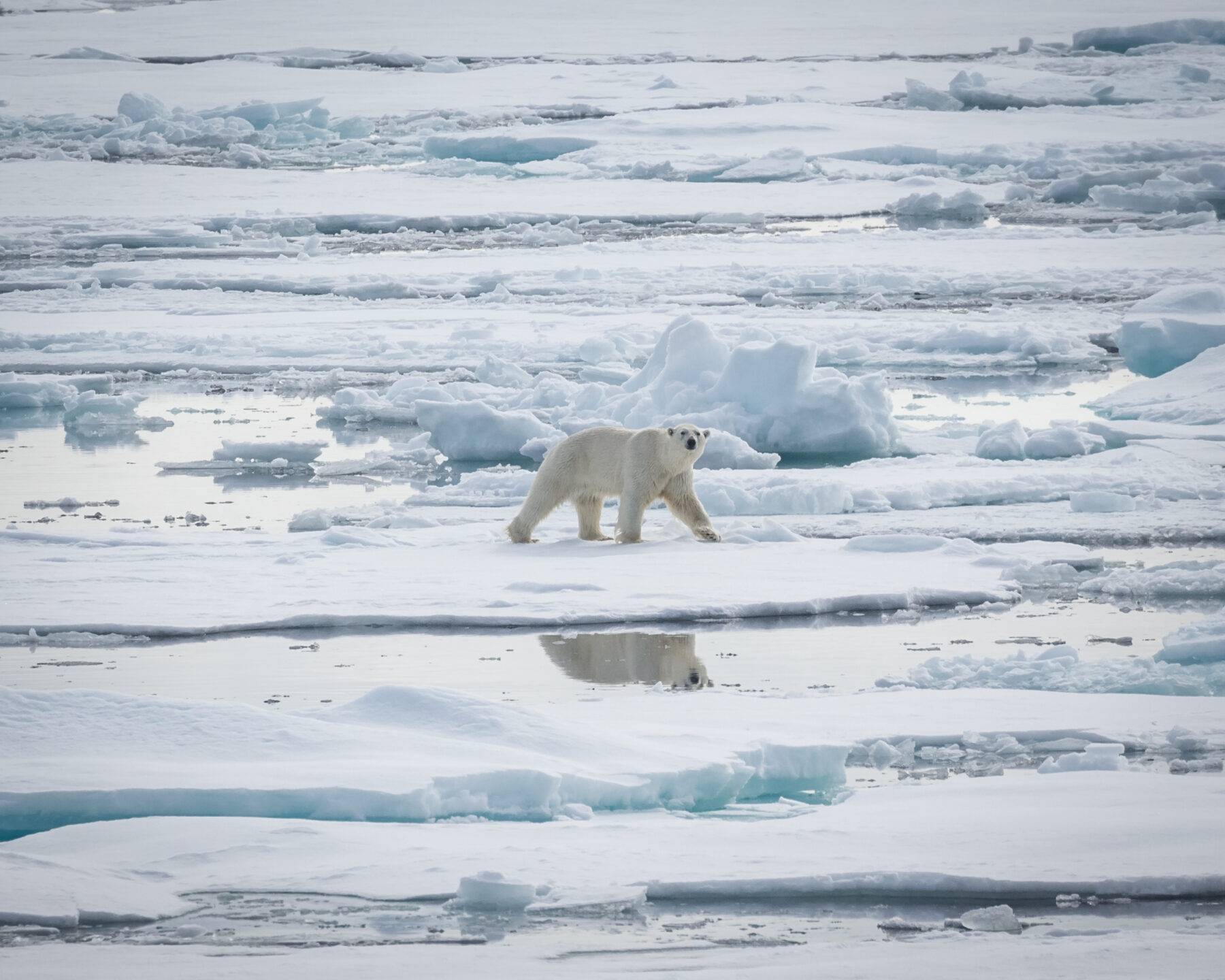 Arctic 25: Rethink your bucket list - Australian Geographic