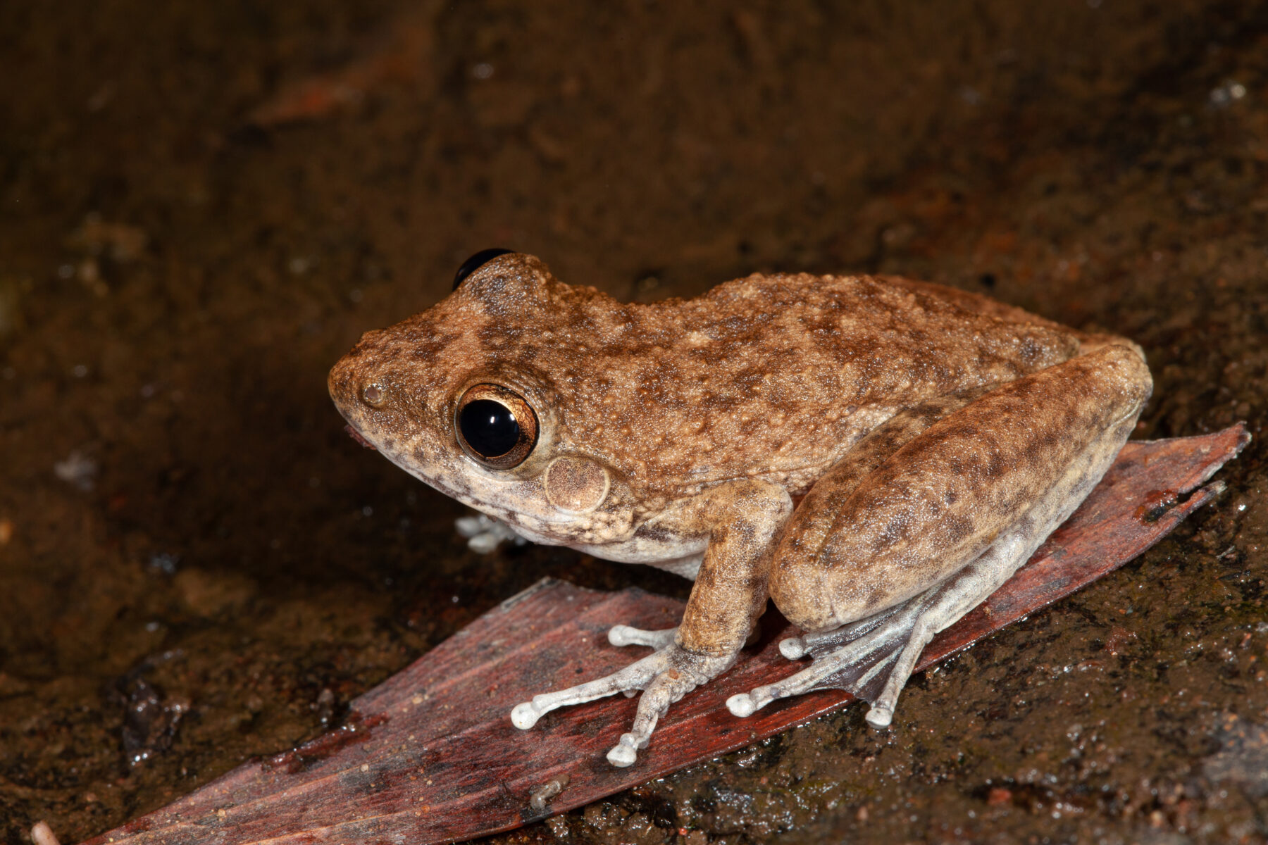 Heed the call of frogs - Australian Geographic