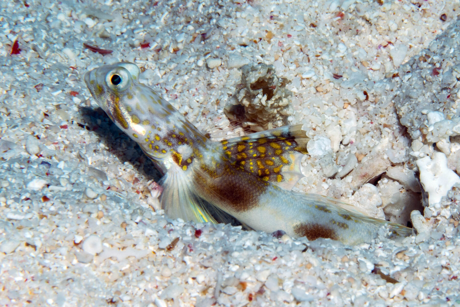 New Great Barrier Reef fish species discovered living 'in plain sight' -  Australian Geographic