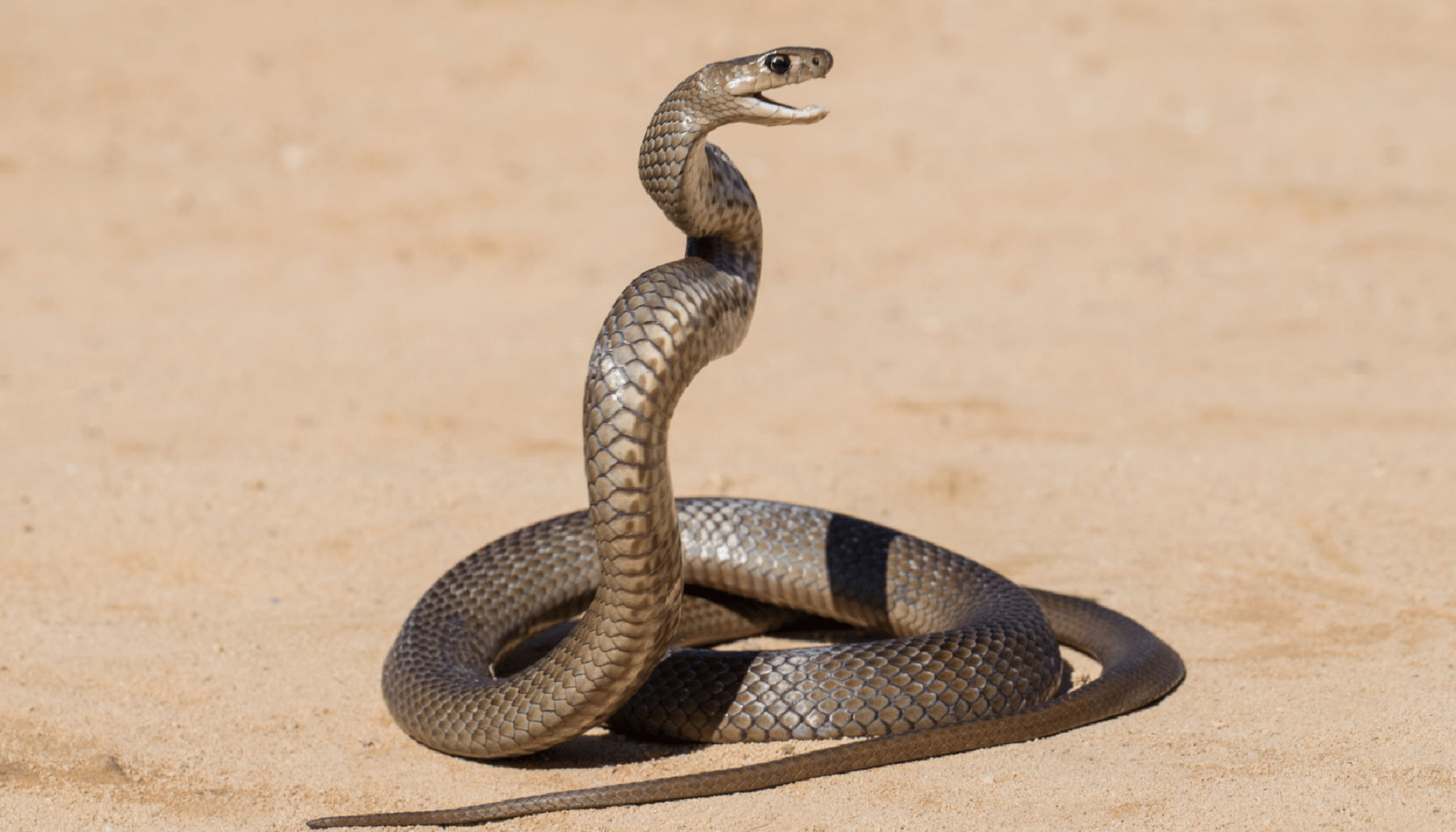 EXPLAINER: Snake safety - Australian Geographic