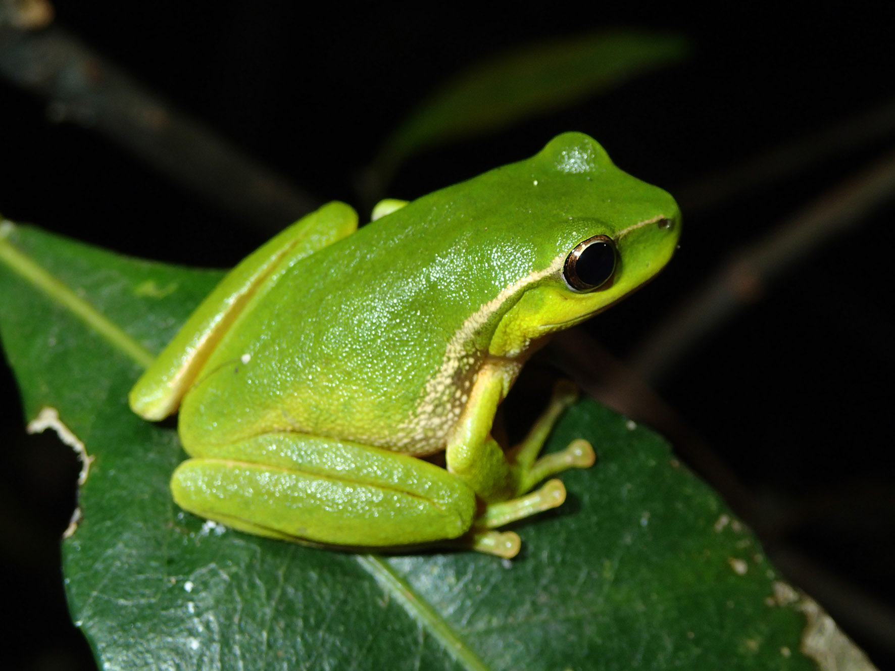Science Snapshot: Small Frogs Can't Jump (Gracefully)