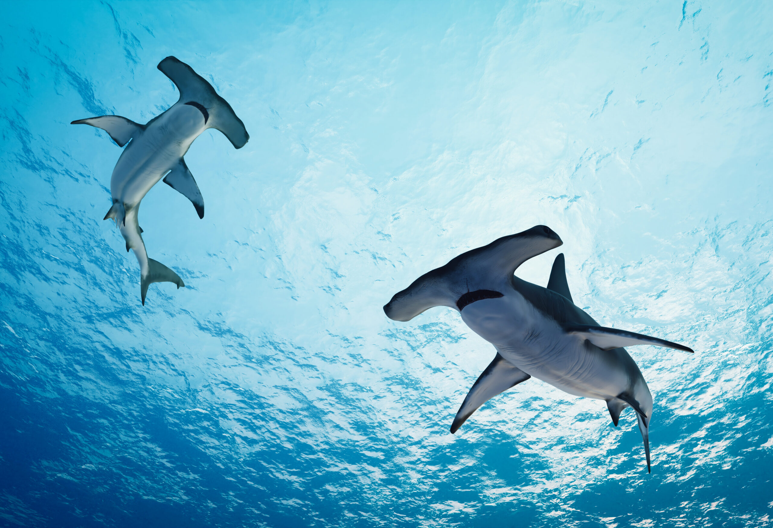 Scalloped hammerheads gather in seas off Perth - Australian Geographic