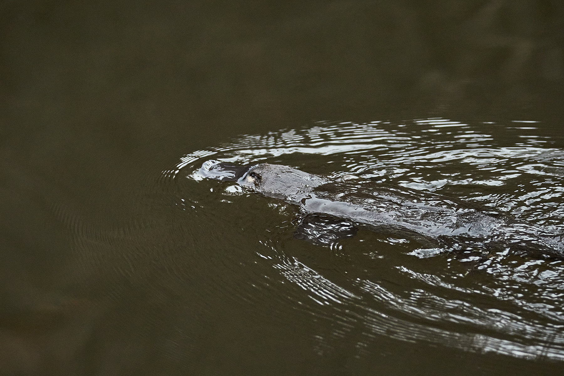 Platypuses thrive in new habitat within Sydney’s Royal National Park 