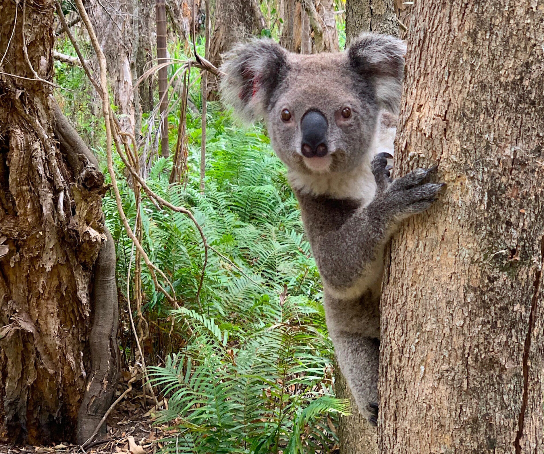 Seedlings of hope: help us plant trees for koalas