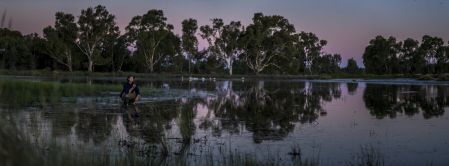 Are Drop Bears Real? - Behind the News 