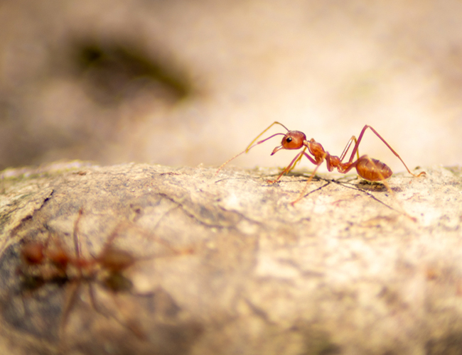 Fire ants jump Queensland border into NSW