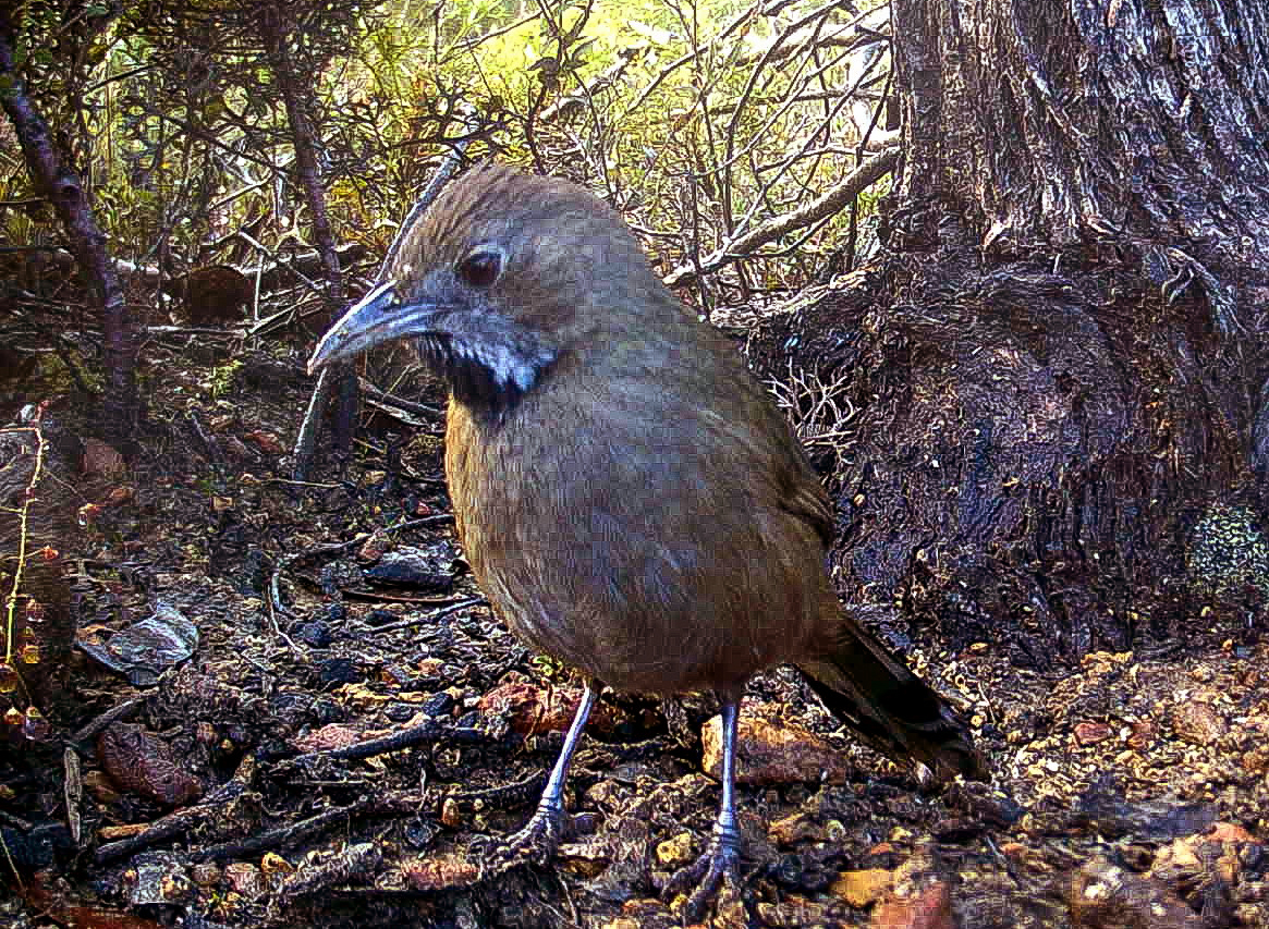 Endangered western whipbird returns to Kangaroo Island after bushfires