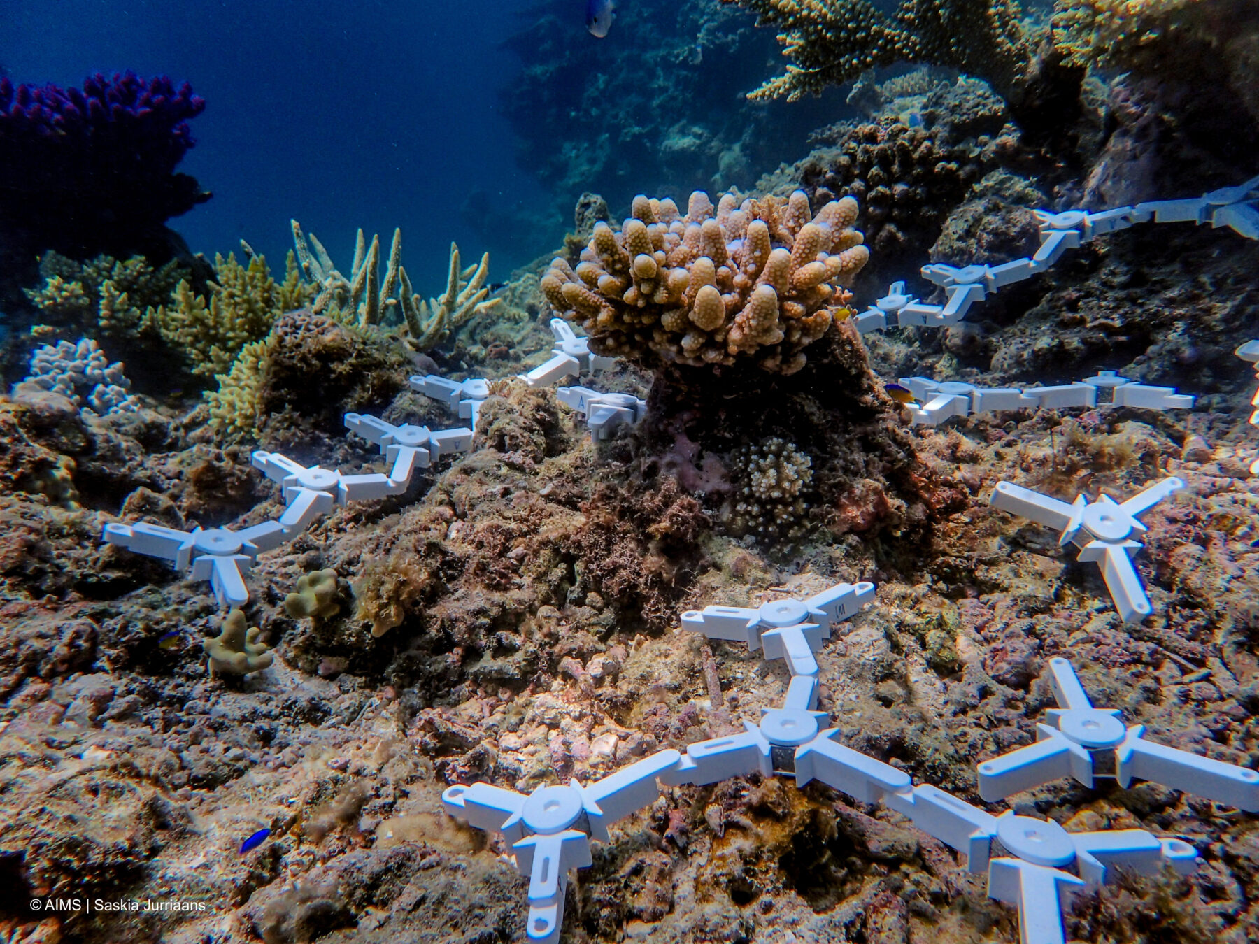 World first: trials begin to seed the threatened Great Barrier Reef ...