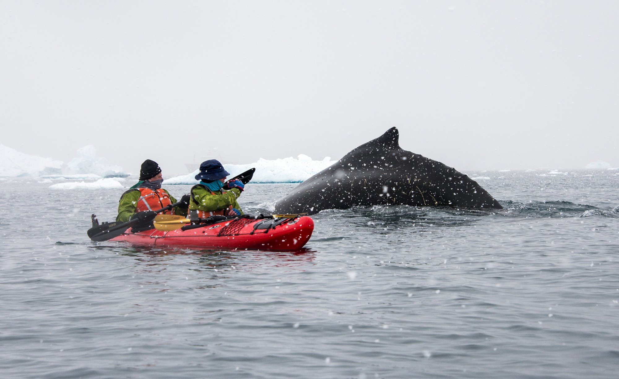 Kayak Wildlife Encounters  