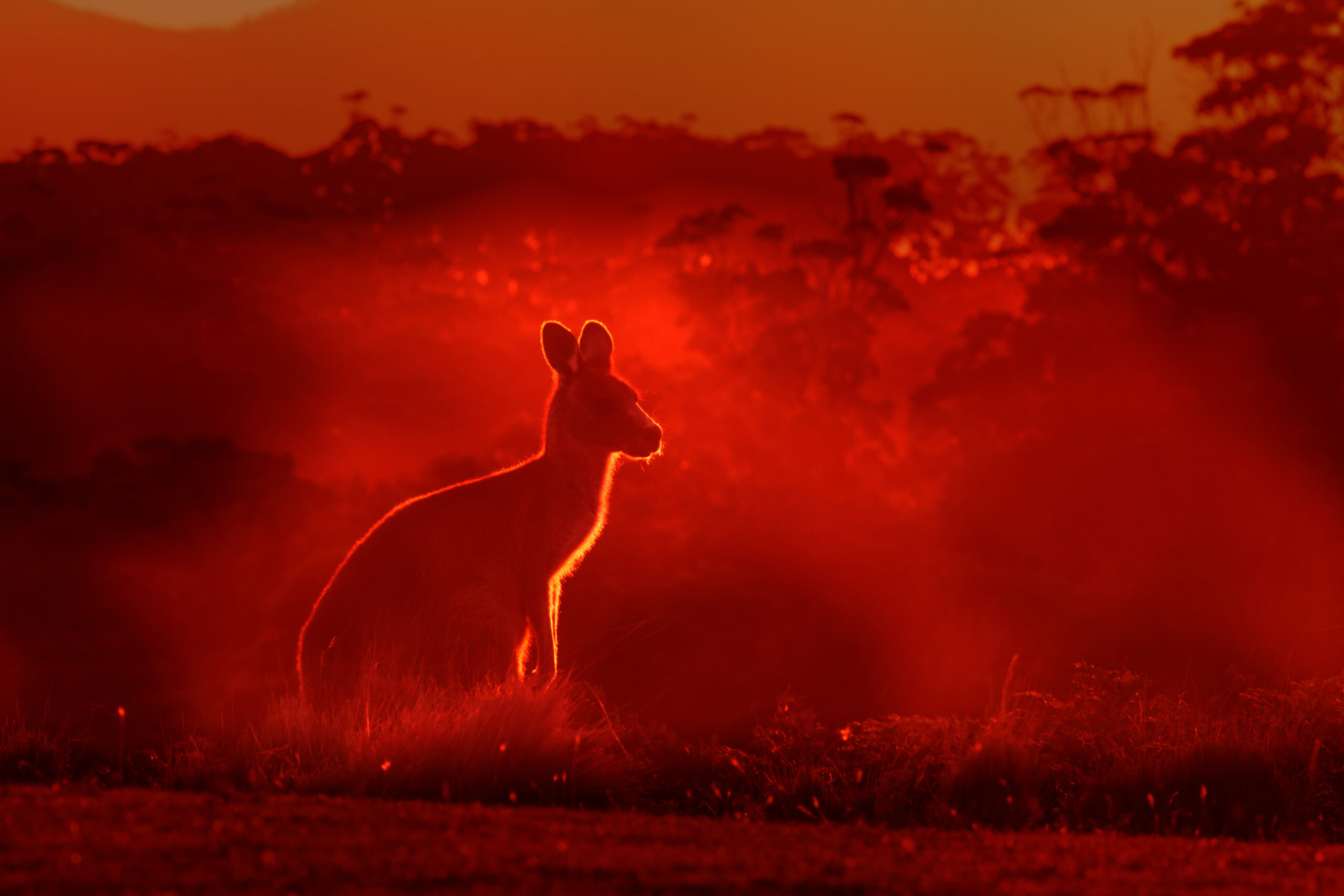 bushfires-have-changed-the-way-we-holiday-australian-geographic