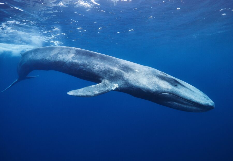 Australian fossil findings result in deep dive of whale evolution ...