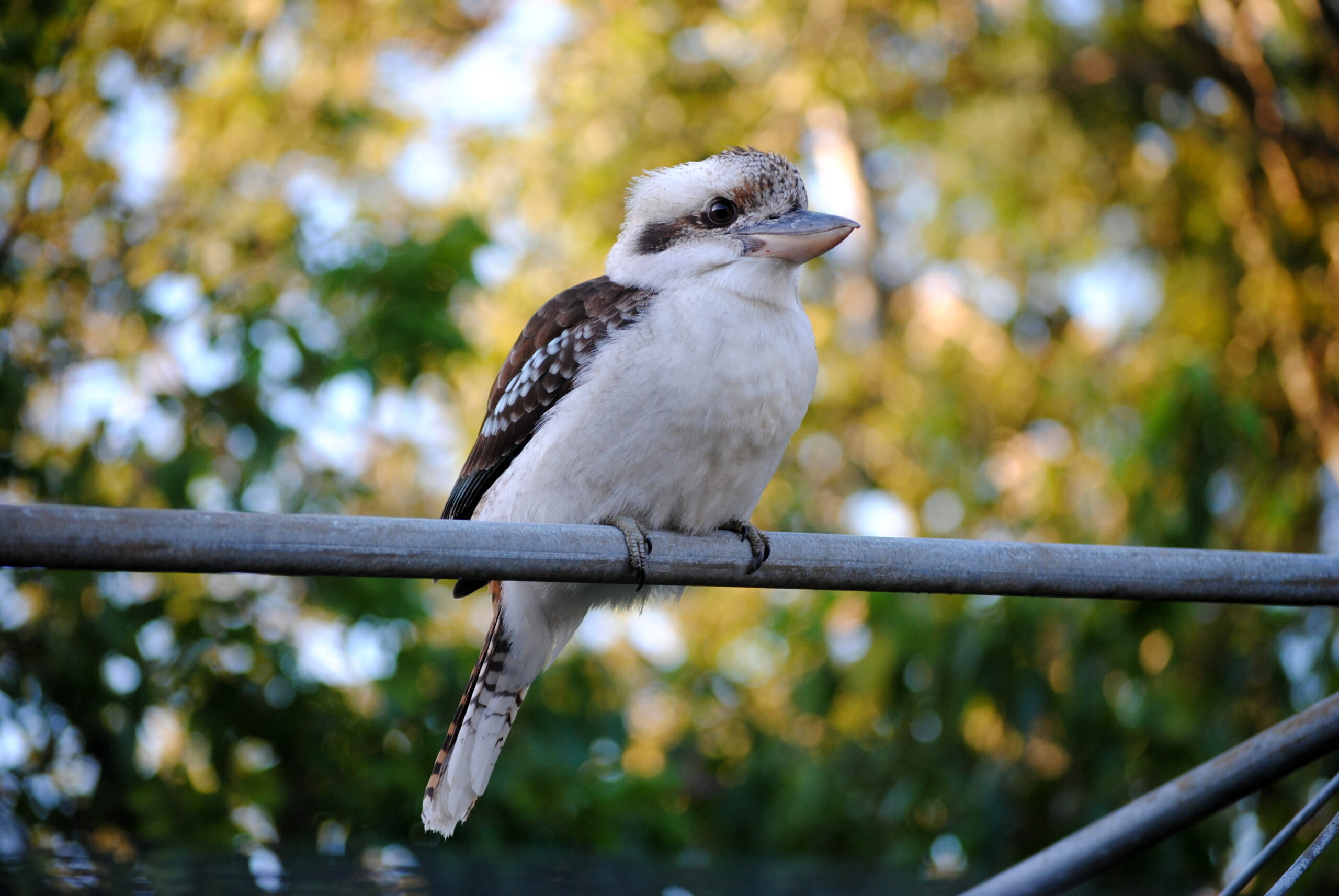 Study finds urban backyard home to more than 1000 species