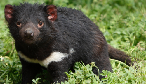 EXPLAINER: Tasmanian devils- Australian Geographic