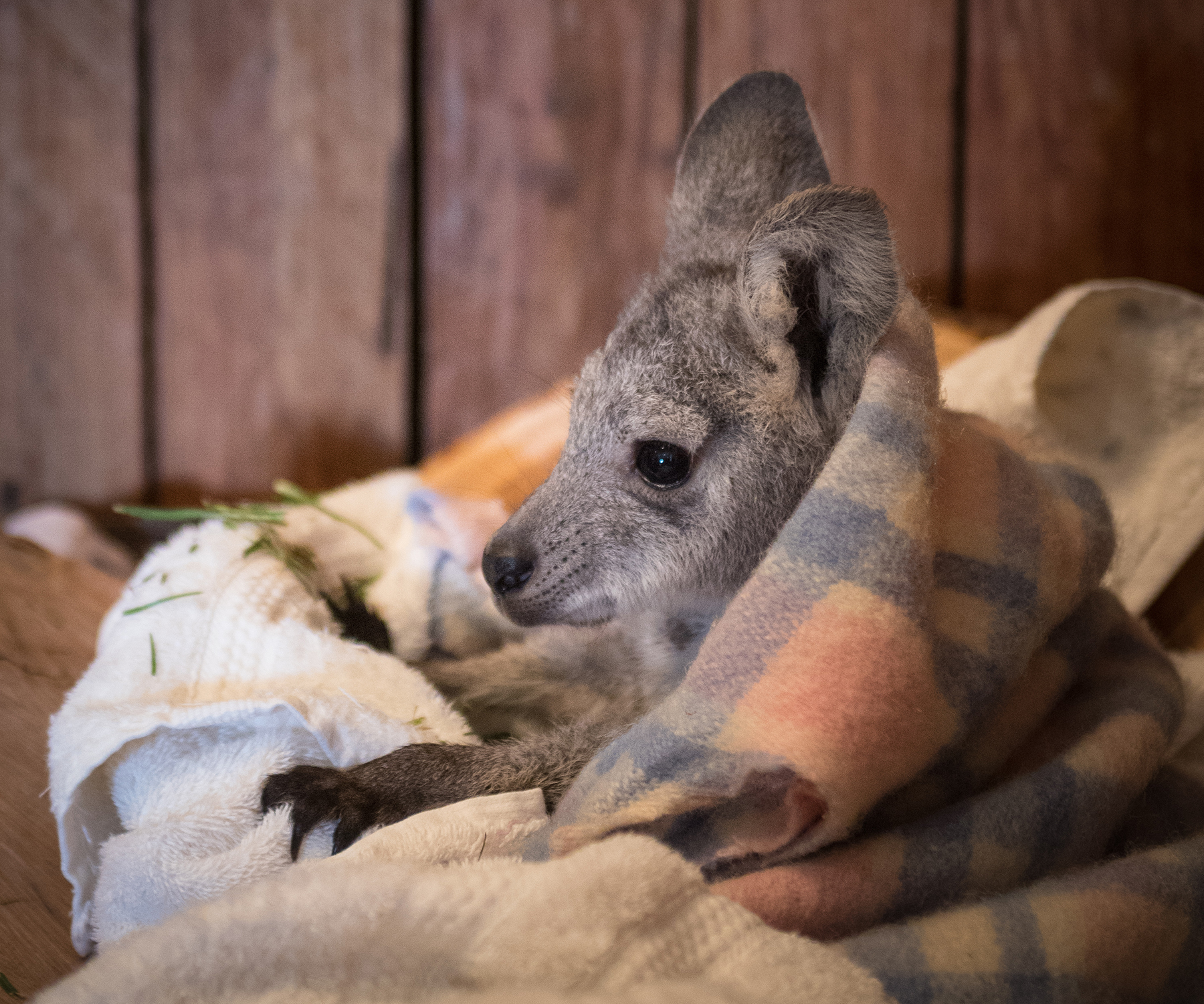 Roo poo database helps save orphaned joeys