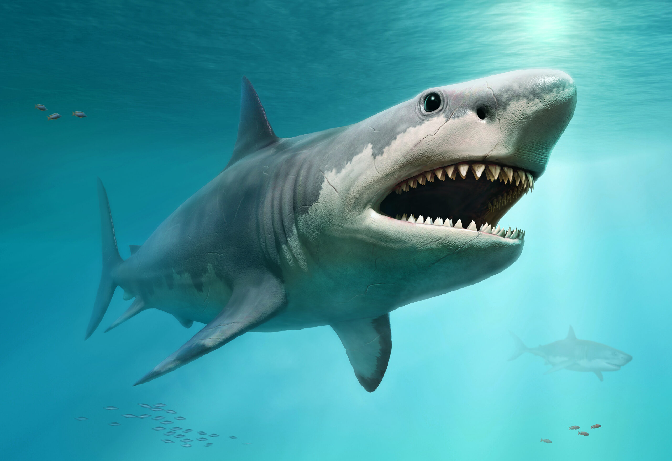 Megalodon more ‘slender’ than previously thought